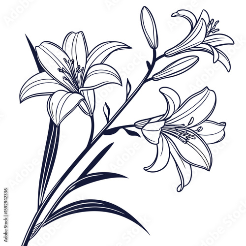 hemerocallis frans hals on white background 
