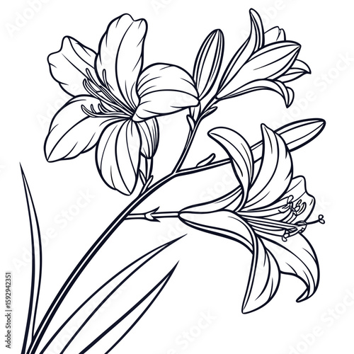 vector illustration of hemerocallis frans hals