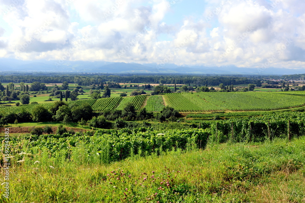 Fototapeta premium Sommerlandschaft bei Eichstetten am Kaiserstuhl