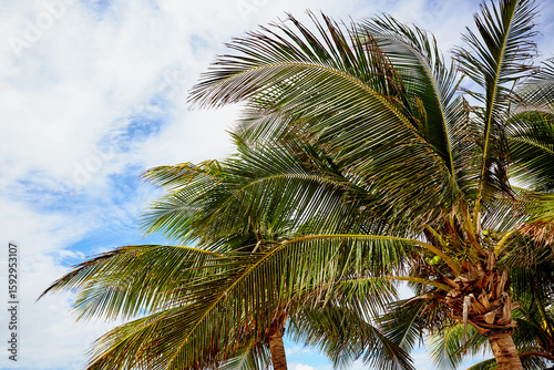 Palm Tree Fronds on a Sunny Day in Jamaica