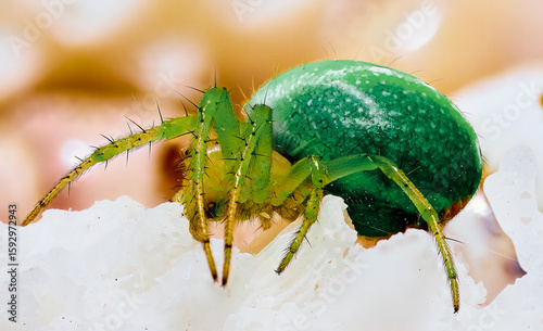 Green Araniella series