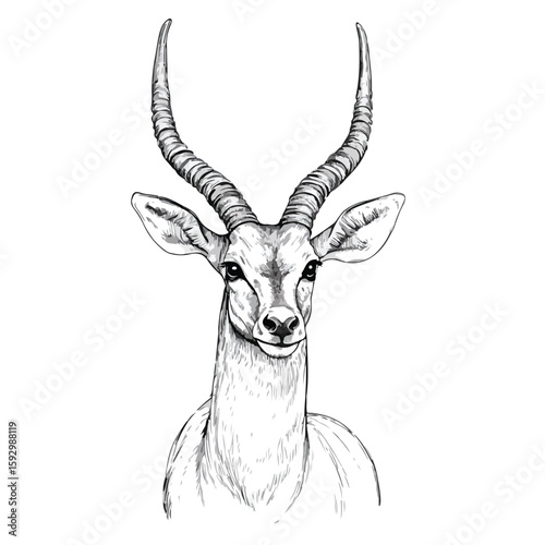 Adult Antelope Black and White Sketch