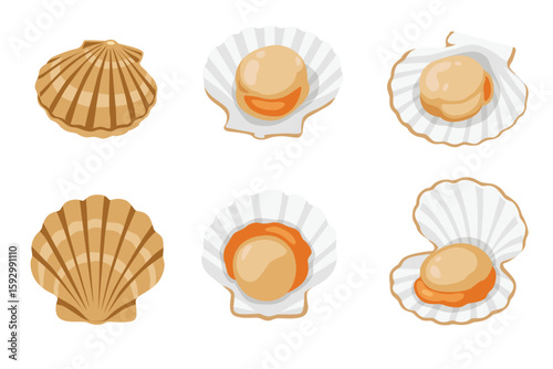 set of scallop isolated on white background. Vector illustration
