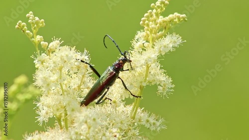 Big muskbuck beetle with long feelers dusting and pollinating in white-yellow flower blossoms with shimmering wings and long legs and a lot of copy space in idyllic meadow as shiny glimmering insect