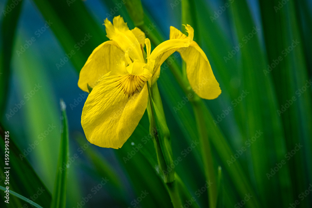 Fototapeta premium wonderful yellow iris at a river at a wasabi farm near Matsumoto in Japan