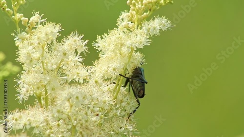 Big muskbuck beetle with long feelers dusting and pollinating in white-yellow flower blossoms with shimmering wings and long legs and a lot of copy space in idyllic meadow as shiny glimmering insect