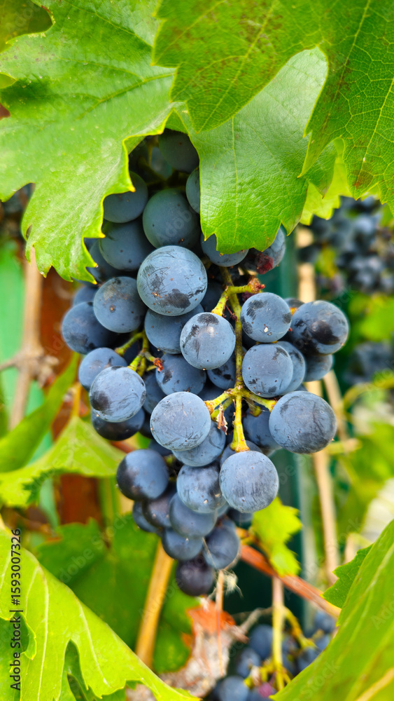Fototapeta premium Bransh with bunch of dark ripening grapes, close-up