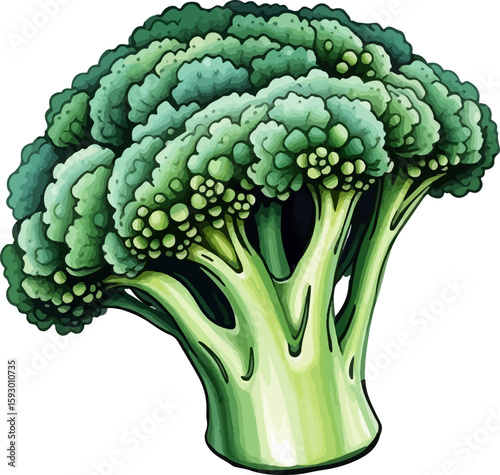 Watercolor vector illustration of a broccoli.