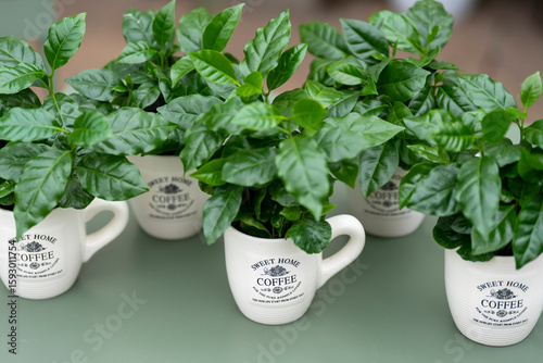 Arabica coffee plant with lush green leaves growing in a coffee mug. The mug stands on a green table with a softly blurred background.