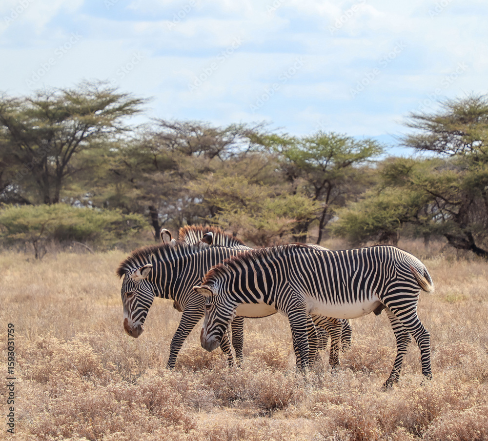 Obraz premium Grevy's zebras grazing in the african savanna