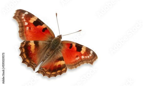 Orange butterfly  on white