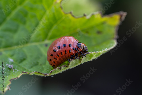 Macro Photograph of Leptinotarsa Decemlineata Larva Feeding on Leaf – Common Invasive Insect in Agriculture and Organic Garden Pest Management