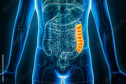 Foto X-ray anterior or front view of human descending colon 3D rendering illustration with male body contours