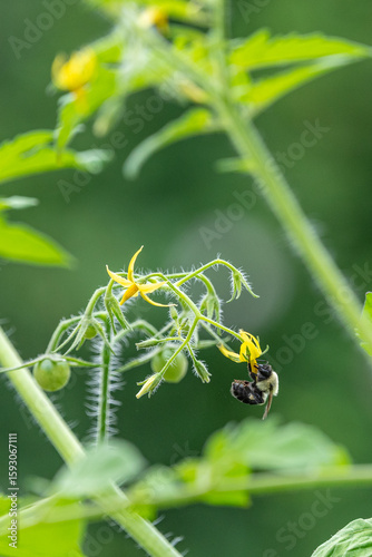 Bumblebee pollinating yellow flowers of tomato plant in vegetable garden