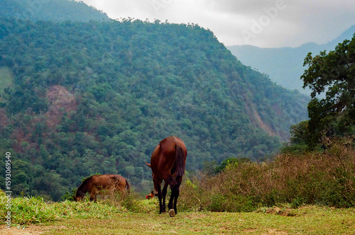Two horses peacefully graze on a grassy hill against the backdrop of tropical mountains and a jungle landscape in Colombia. Taken near the Lost City in Colombia on 35mm Film.