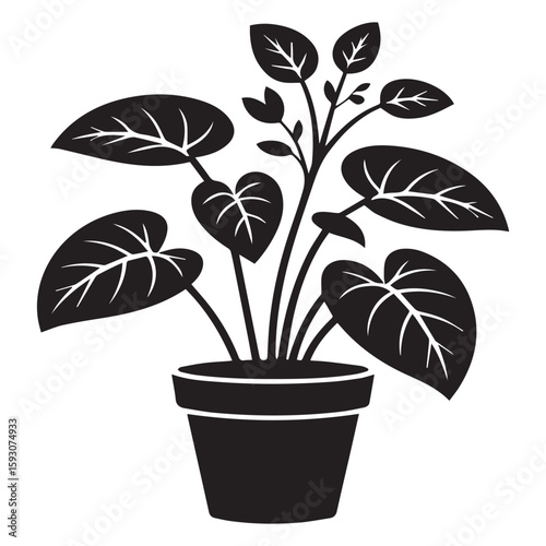 A potted houseplant with broad leaves sits elegantly, isolated on white background, bringing a touch of nature indoors