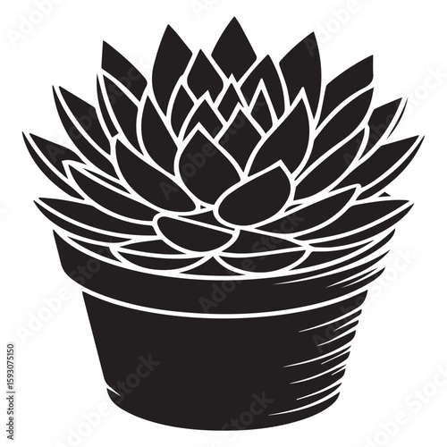 A potted succulent plant with intricate leaf patterns, isolated on white background, showcases a simple and elegant botanical design, perfect for indoor decoration