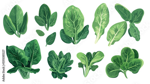 Spinach Element Set for Design Projects