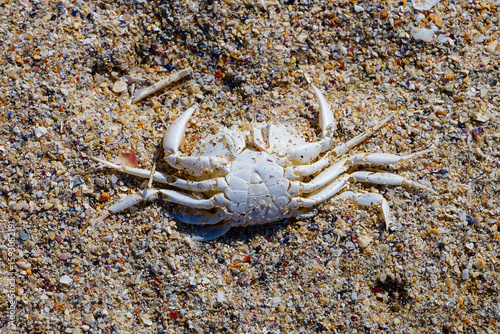 close up of crab