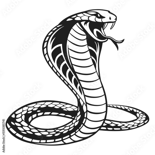 Fierce cobra snake ready to strike with open mouth and fangs isolated on white background
