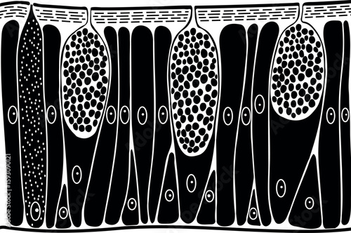 Earthworm epidermis structure diagram for biology lessons