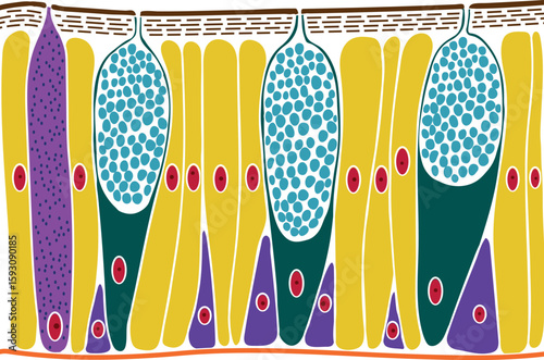 Earthworm epidermis structure diagram for biology lessons