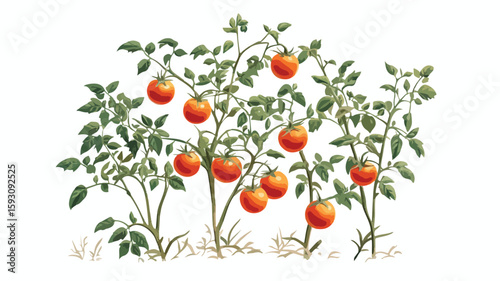 Tomato Plant with Fruit in Center