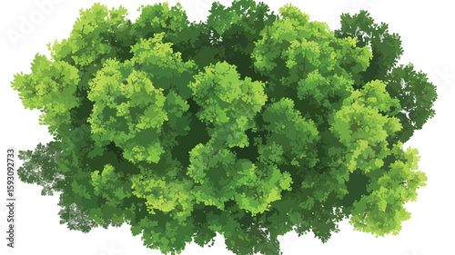 Ash Tree Canopy Rainforest Aerial View