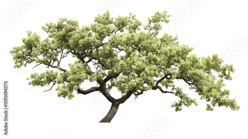 Oak Tree Plant Wide Angle Centered