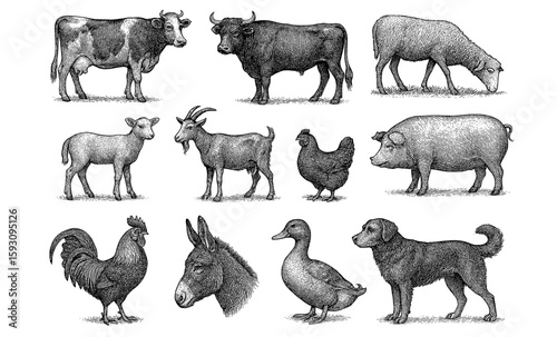 Detailed farm animal sketches featuring classic livestock illustrations