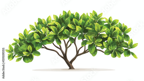Tropical Plants on White Background