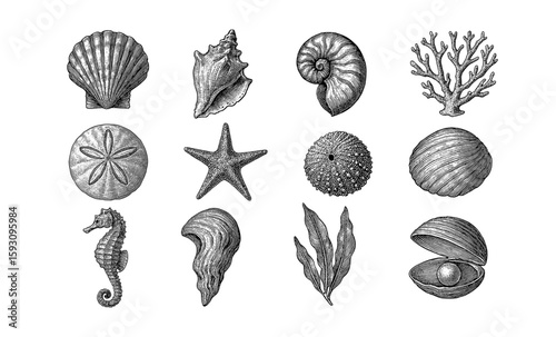 Vintage engraved seashells and marine life collection in black and white