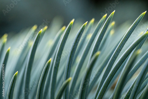 Macro View of Pine Needles in Gentle Light – Natural Minimalism and Texture. Abstract Evergreen Foliage Pattern – Close-Up of Conifer Needles in Soft Focus