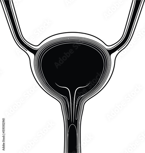 Urinary Bladder Layered Internal View - AI Generative
