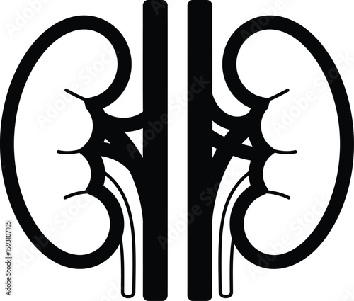 Renal Kidney Anatomy Outline - AI Generative

