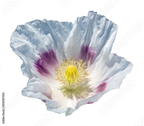 Photography opium poppy white flower papaver somniferum isolated