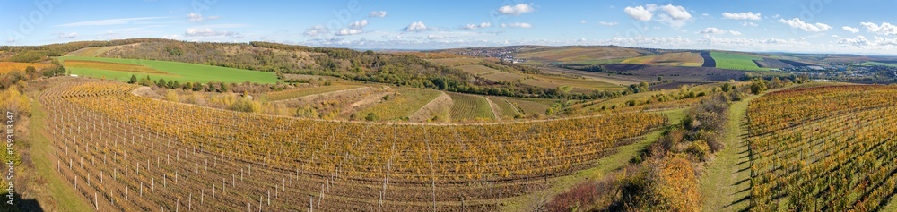 Fototapeta premium vineyards, autumn in the vineyard yellow vine plants