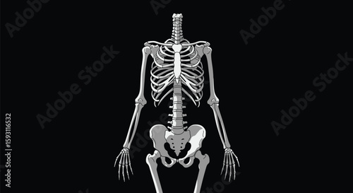 Human Torso Skeleton with White Bones on Black Background - AI Generative
