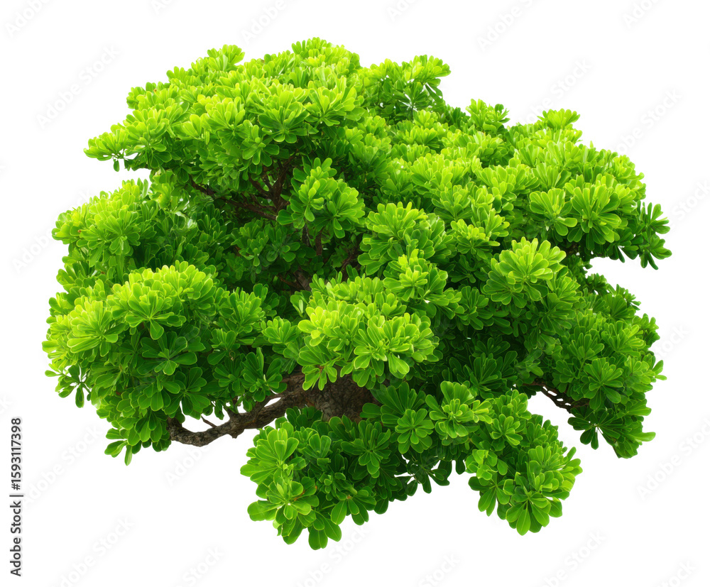 Fototapeta premium Lush green bonsai tree display nature digital art studio close-up. Isolated on transparent background, png.