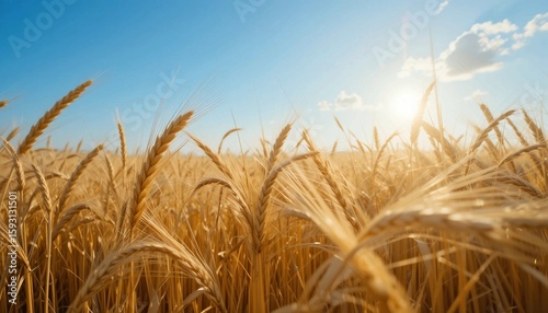 golden wheat field swaying in warm summer breeze, blue sky 