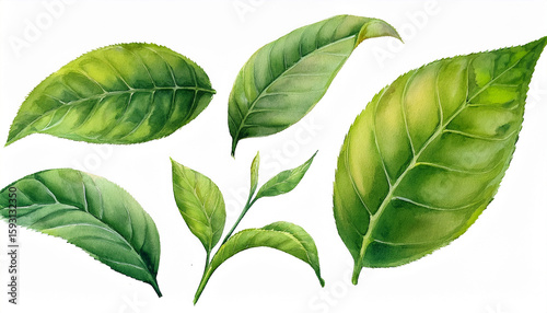 watercolor green tea leaves clip art set illustration white background 300 dpi resolution