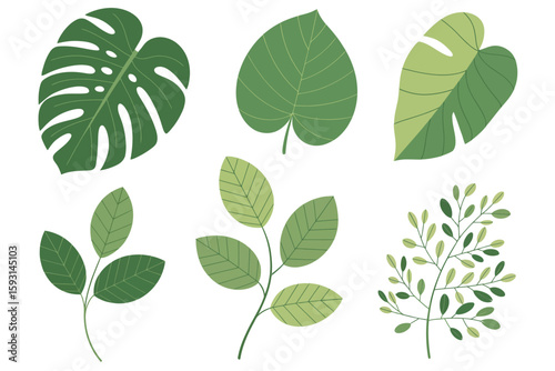 Botanical Variety: An array of six captivating illustrations showcases the diverse beauty of foliage, featuring an assortment of lush green leaves and detailed botanical elements