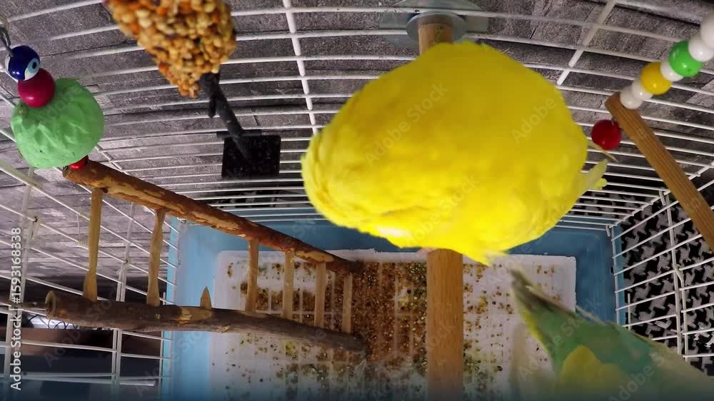 A timelapse video of lovebirds pecking at a rod treat hanging in their cage, capturing their feeding habits over time in a cozy setting