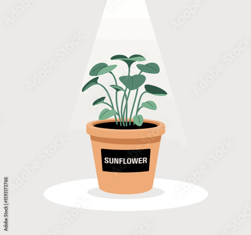 A beautiful sunflower plant growing in a pot, illuminated by light, symbolizes nature's beauty and the joy of nurturing plants, enhancing indoor environments.