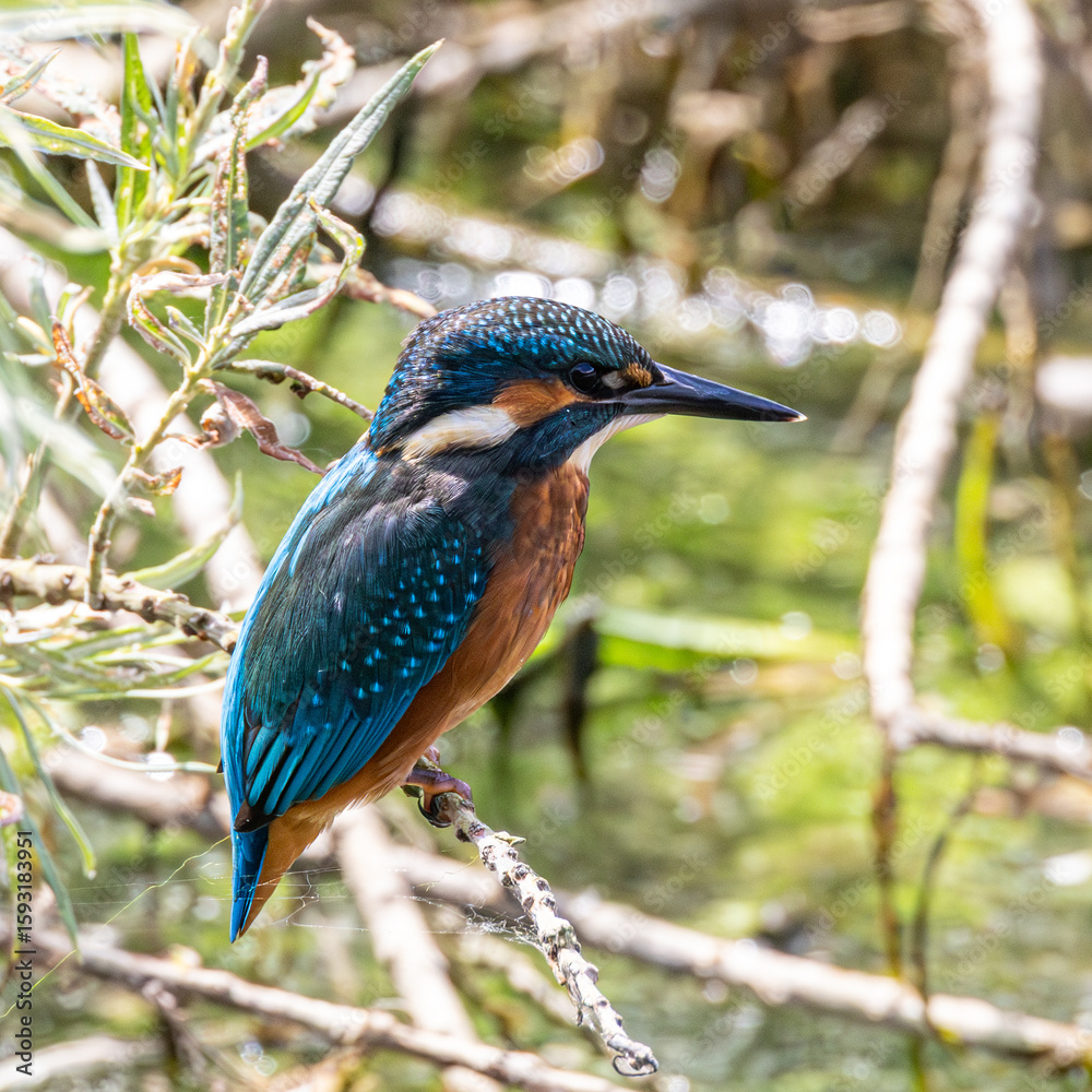 Fototapeta premium Male kingfisher sitting on branch waiting for fish