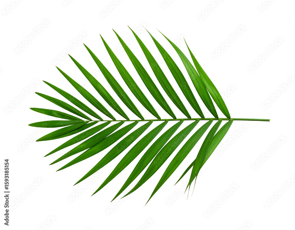 Fototapeta premium Tropical palm leaf isolated on transparent background