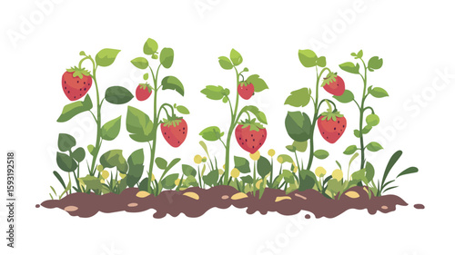 Fresh strawberries on plant in wide angle