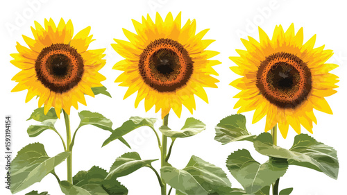 Sunflower Garden Mobile Phone Wallpaper