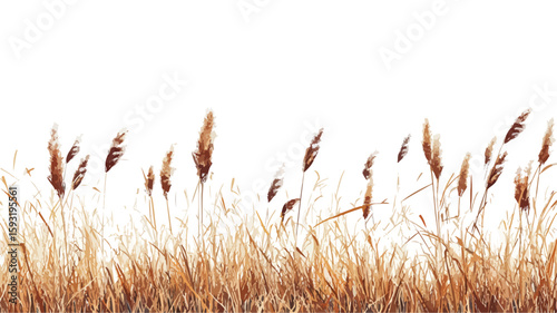 Wide Angle Tall Grass on White Background
