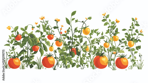 Tomato Plant Food Wide Angle